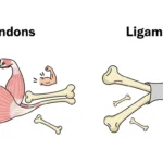 difference between tendons and ligaments