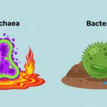difference between archaea and bacteria
