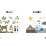 difference between biotic and abiotic
