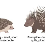 difference between hedgehog and porcupine