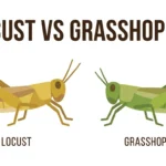 difference between locust and grasshopper