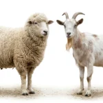difference between sheep and goats